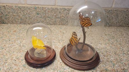 Tropical Butterfies in Glass Dome with Wooden Base