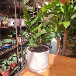 ZZ Indoor Plant