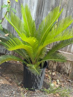 Sago Palm tree