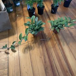 Hoya Exotica Plants!! ONLY $15 Each!! 