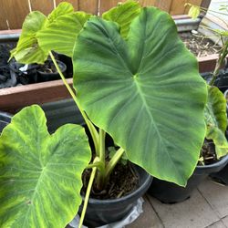 Mammoth Elephant Ear Plant Very Healthy And Beautiful 