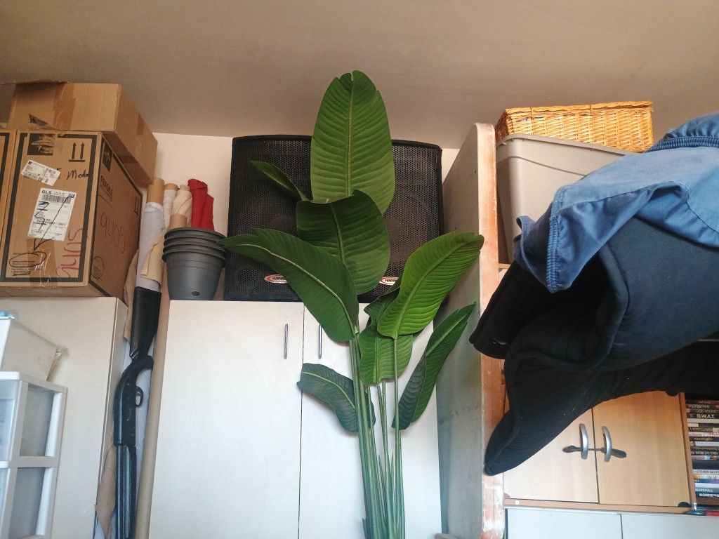 Bird Of Paradise