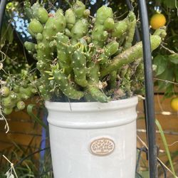 Tabletop Succulent In A Pot 