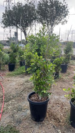 Ficus