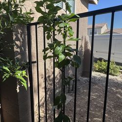 Persian Lime Tree