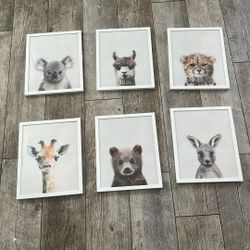 Baby Animal Pictures 