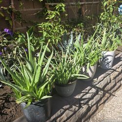 Aloe vera plants.
$15 each one.