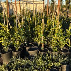 Ficus Plants