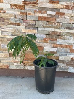 Curry Leaf Plant