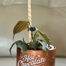 Starter Philodendron Mican