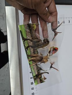 Jurassic Park UV Sticker