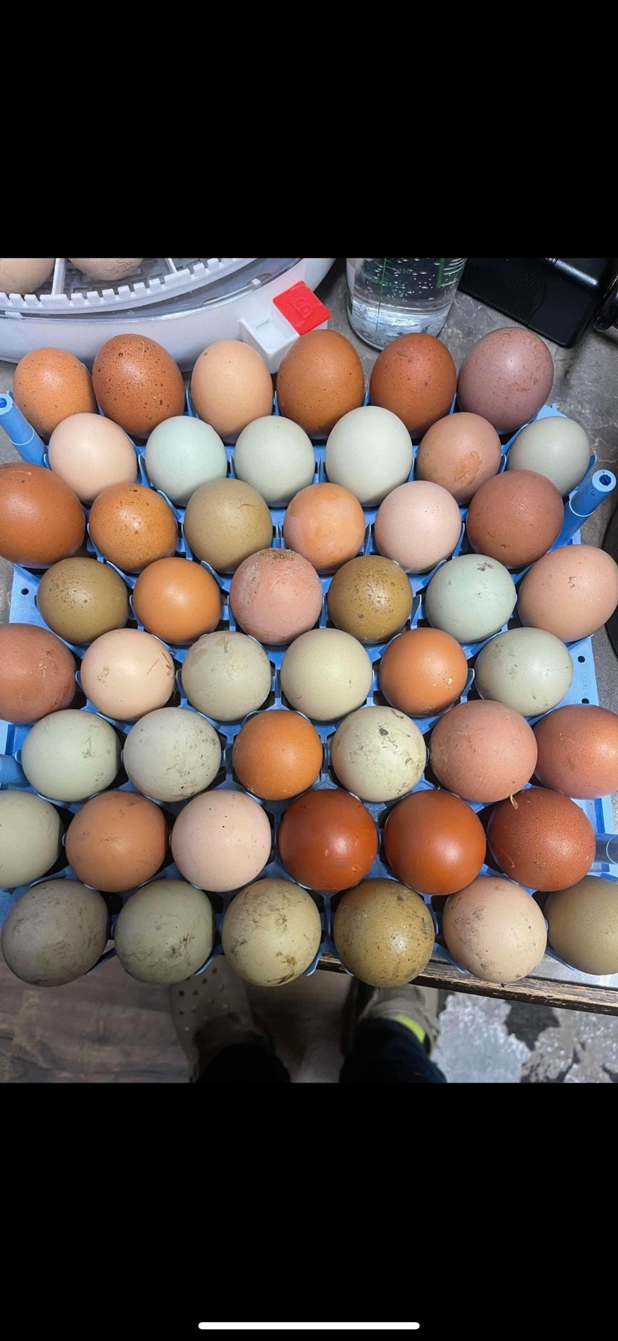 Farm Fresh Eggs