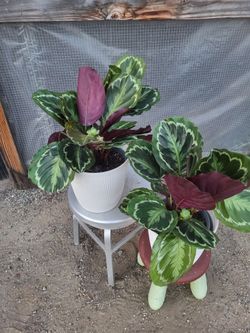 Rose painted calathea 8" Nursery Pot $8 each