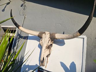 Longhorn