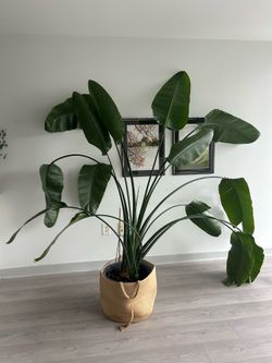 8ft Bird of Paradise Plant — Healthy, Mature — Midtown Pickup