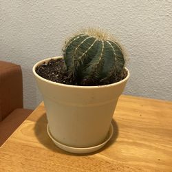 Large Notocactus Magnificus In Mess Free Pot