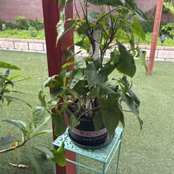 plant 
