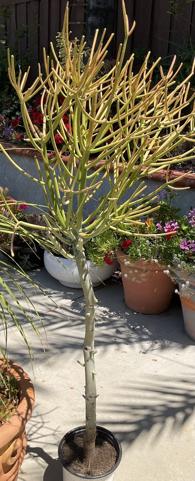 Tree Shaped Euphorbia Fire Bush Succulents About 5 Ft
