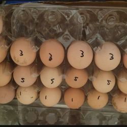 Farm Fertile Eggs 🥚