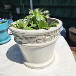 Ceramic Pot With Succulents 