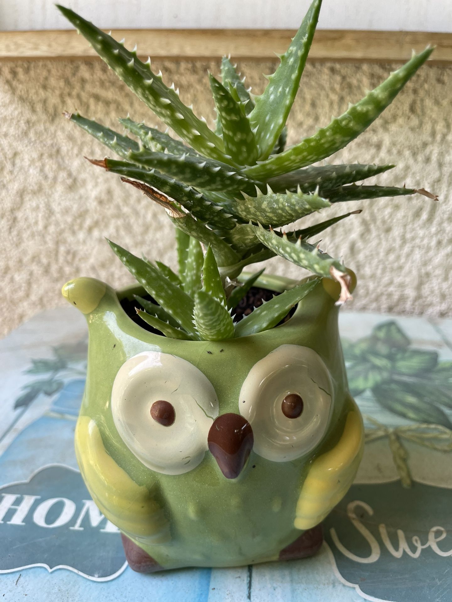 Bonita Planta Natural A Buen Presio A $8