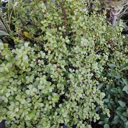 Jade Plant