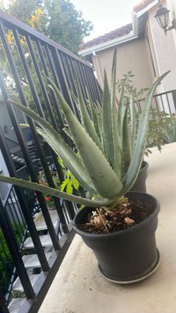 Trade for orther mint family plants