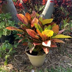 Croton plant $25