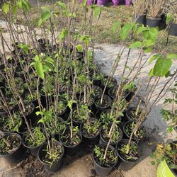 Anacahuitas 1gallon 3ft Tall 