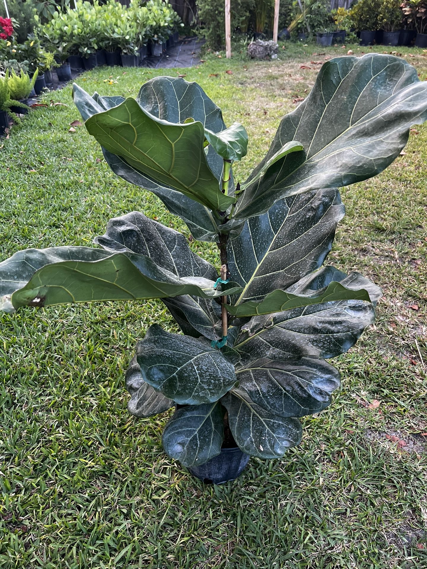 FIDDLE LEAF FIG (Trendy House Plant Air Purifying ) 3 Gallon Pot