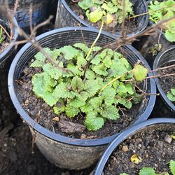 Lemon balm