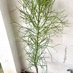 Pencil Cactus Succulent Plant