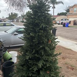Christmas Tree Lighted 6ft Beauty 