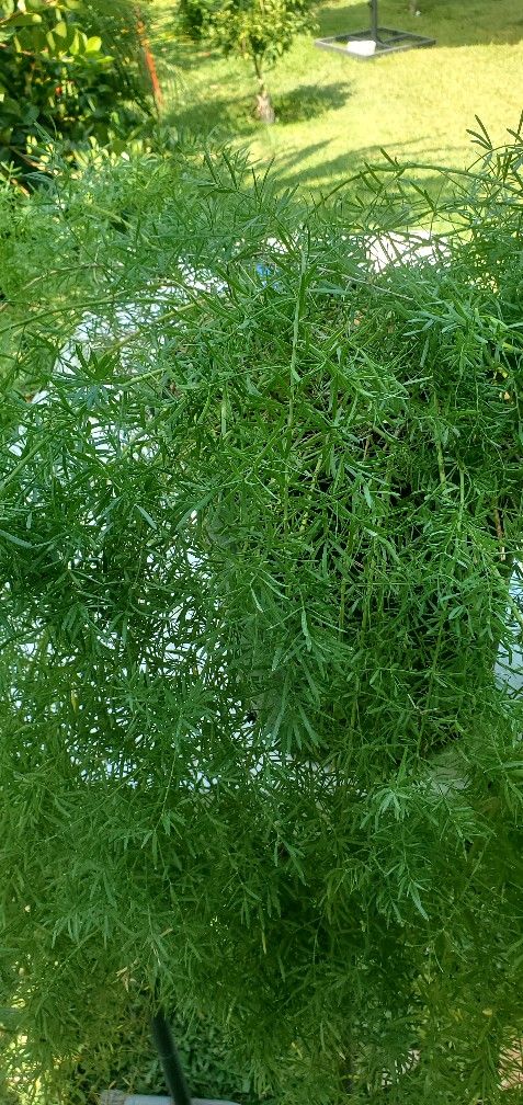 #15 Sword fern 5 gallon pot Decorative pot is not included