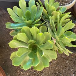 Succulents 
