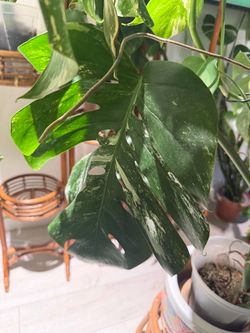 Monstera Albo