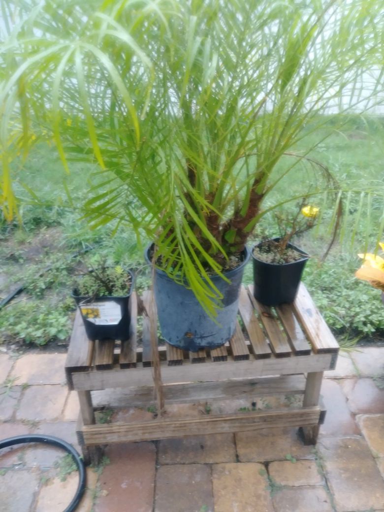 Plant table
