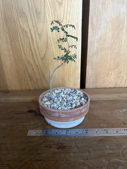 plant - operculicarya decaryi