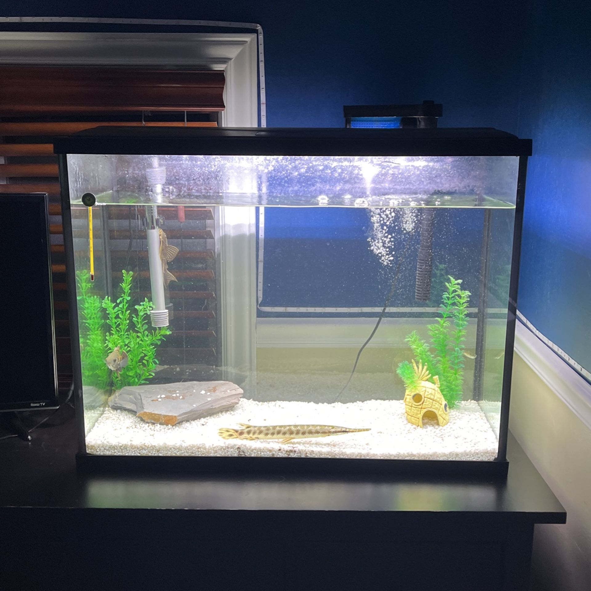 40 Gallon fish tank (nothing inside included)