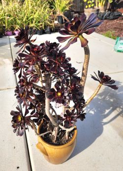 Large beautiful potted Aeonium Velour!
