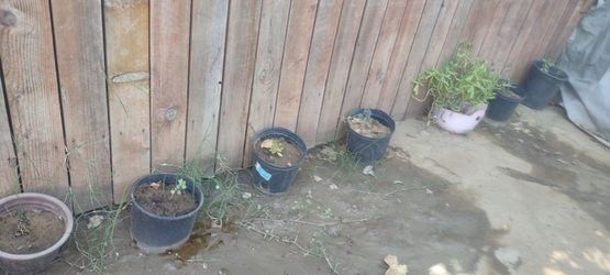 Five succulent plants take all $25  or $6 ea small one and $15 for big one