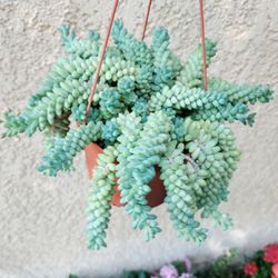 Donkey Tail Succulent Plant $28