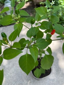 Chile piquin del monte plant with Chiles already
