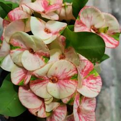 Planta Corona De Cristo 10 Kilates 