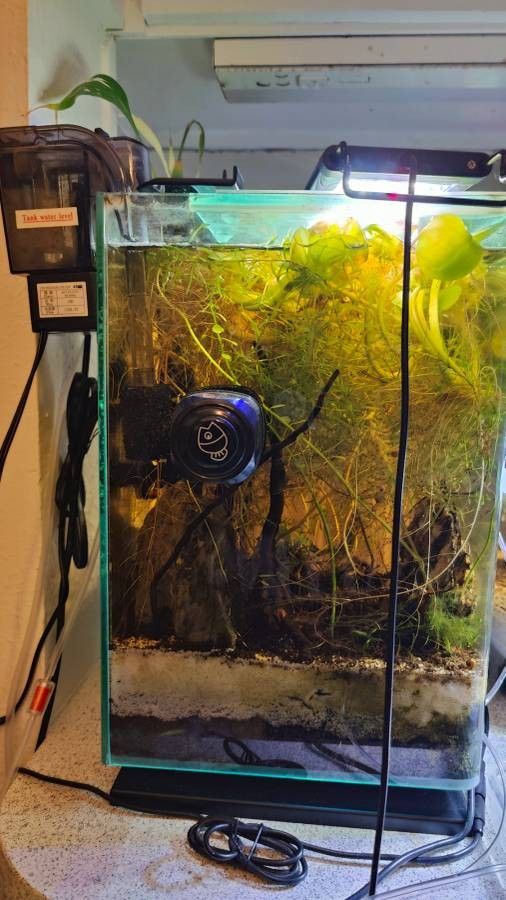 FISH TANK - 5 gal & 2 Gal