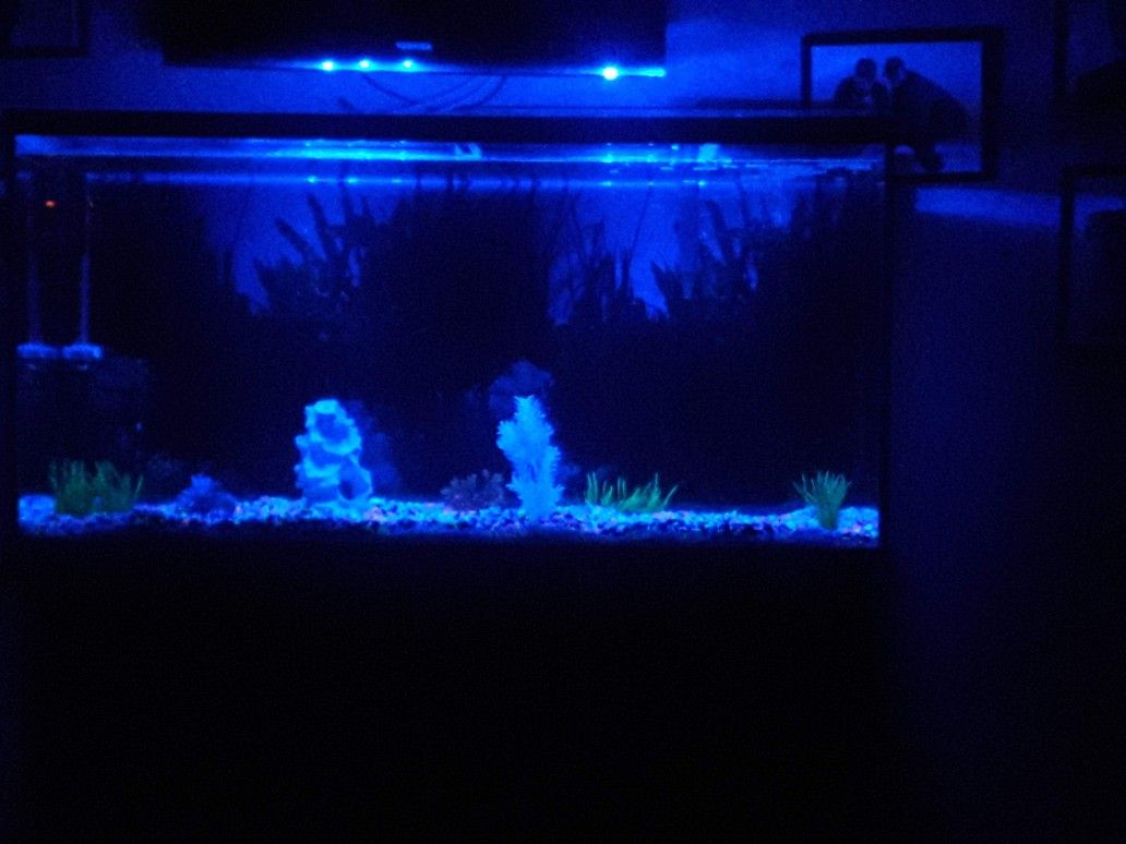 Fish Tank And Stand