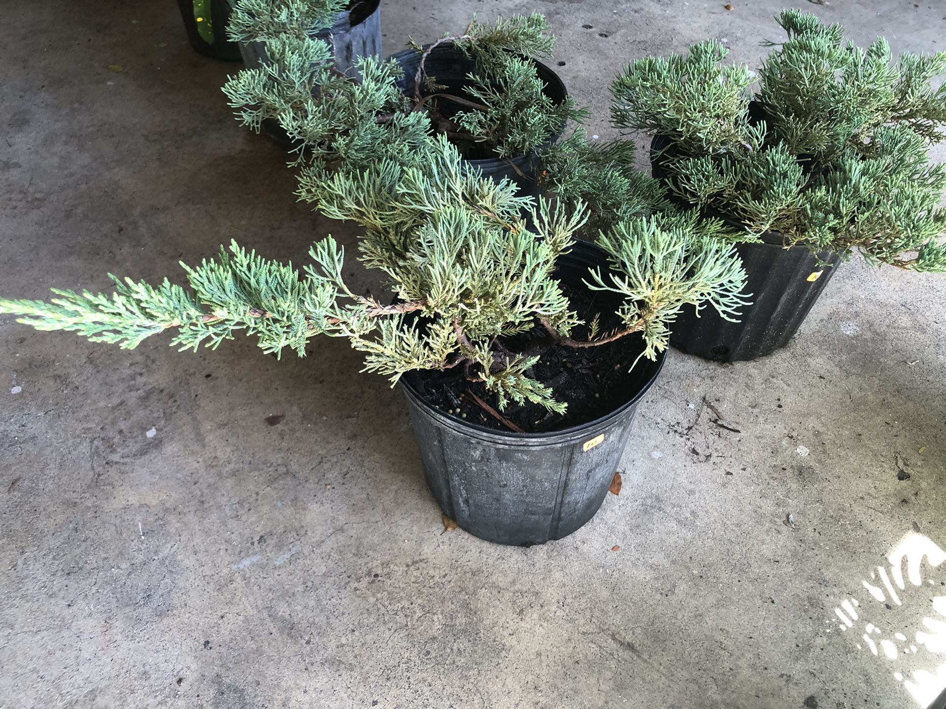 Juniper plants