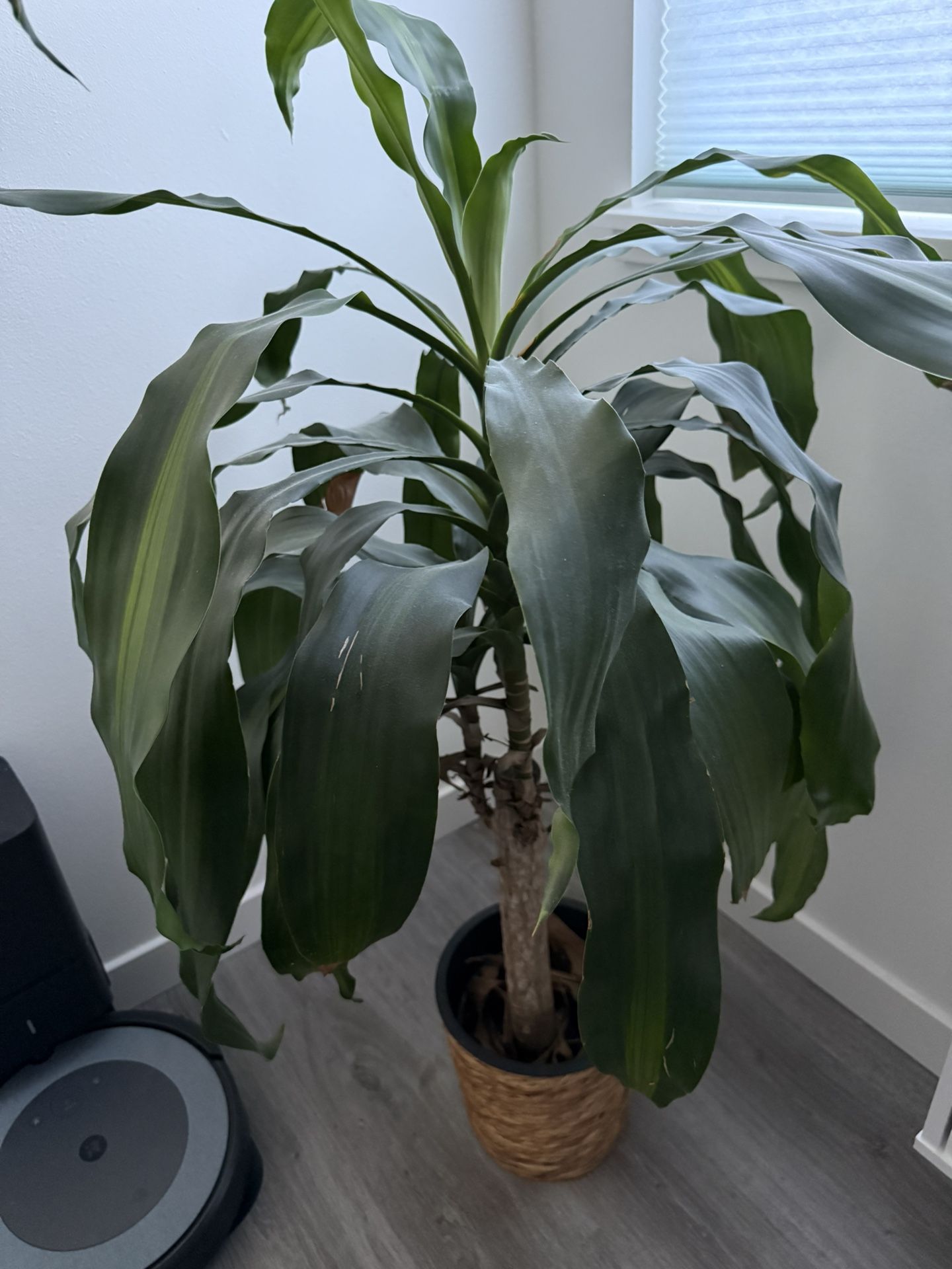  Live Tall Indoor Mass Cane Corn Plants With Rattan Planter 