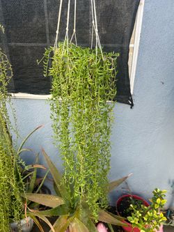 Succulents con Colgadera de macrame