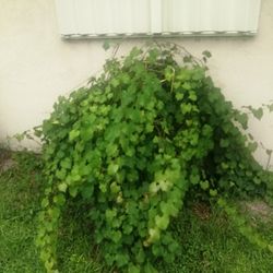 Muscatine Grape Vine 25 Years Old